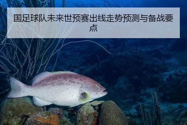 国足球队未来世预赛出线走势预测与备战要点
